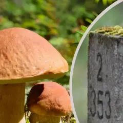 Jak się nie zgubić w lesie – sprawdzone metody na bezpieczne wędrówki