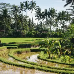 Tarasy ryżowe na Bali, otoczone palmami i tropikalną roślinnością, tworzą idylliczny krajobraz. To idealne miejsce na wiza na Bali.