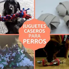 Perros disfrutando de juguetes caseros: un perro muerde una cuerda, otros juegan con rollos de cartón, un tapete de tela y una botella con premios.