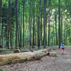 Ścieżka przez bukową górę, gdzie powalone drzewa tworzą naturalne przeszkody.