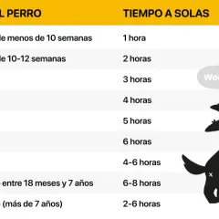 Tabla que indica el tiempo máximo recomendado para dejar al perro solo en casa según su edad. Un perro feliz es un perro que no pasa demasiado tiempo solo.