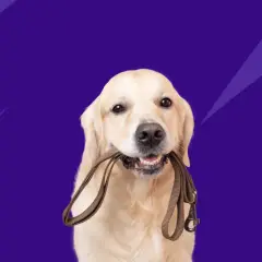 A golden retriever holds a leash in its mouth, ready for a walk. This image relates to benazepril for dogs, a medication for heart conditions.