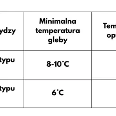 Tabela pokazuje, kiedy siać kukurydzę: odmiany DENT potrzebują 8-10°C gleby, a FLINT 6°C.