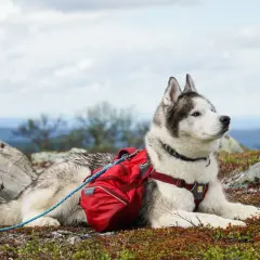 En ståtlig husky med röd packväska vilar på en fjällhed, redo för äventyr. En perfekt kompanjon för vandra med hund.