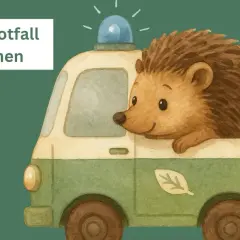Ein süßer Igel im Rettungswagen mit Blaulicht. Wenn du einen Igel gefunden hast, was tun? Hier erfährst du es.