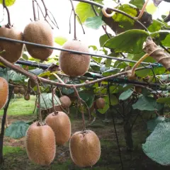 Gros fruits du kiwi pendent des branches d'un arbre du kiwi, prêts à être récoltés.