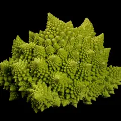 Zielone warzywo podobne do kalafiora, romanesco, o hipnotyzującym, fraktalnym kształcie, wyrasta na czarnym tle.