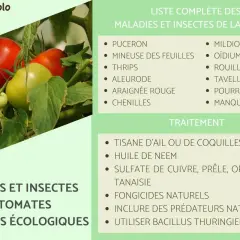 Tomates vertes et rouges menacées par le mildiou, l'oïdium et autres dangers. Solutions écologiques pour les protéger.