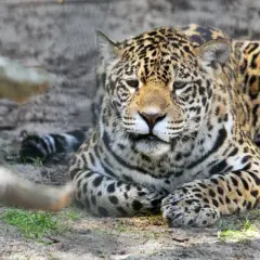 Piękny jaguar w krakowskim zoo. Warto odwiedzić to miejsce, jeśli szukasz wrażeń.