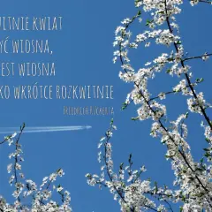 Kwiaty na tle błękitnego nieba przypominają o wiośnie i nadziei. Cytaty o kwiatach i ich rozkwicie.