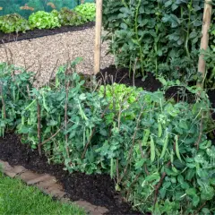 Reihen von Erbsenpflanzen mit Schoten, gestützt durch Äste, wachsen im Garten. Salatköpfe sind im Hintergrund zu sehen. Dies ist ein Beispiel für die no-dig-Methode.