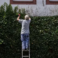 Mann auf Leiter schneidet Efeu-Hecke für Vogelschutz.