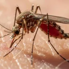 Mosquito succionando sangre, vector de filaria en perros.