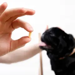 A hand holds a pill, offering it to a black pug. This could be tylan powder for dogs, a common treatment.