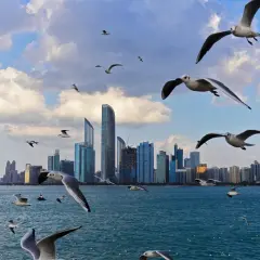 Ptaki szybujące nad wodą na tle nowoczesnej panoramy miasta, w tym drapaczy chmur. Widok na corniche Abu Dhabi.