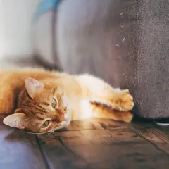Eine orangefarbene Katze liegt auf dem Boden neben einem Sofa. Sie streckt eine Pfote aus, als ob sie am Sofa kratzen würde.