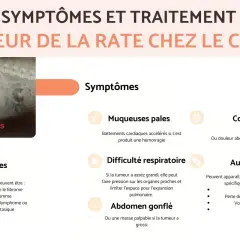 Radiographie montrant une masse dans la rate d'un chien, un signe potentiel de tumeur de la rate chez le chien.