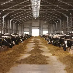 Un lungo capannone ospita decine di mucche al pascolo, un esempio di allevamento intensivo significato.