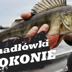Kiedy sezon na okonia? Poznaj najlepsze miesiące i techniki łowienia