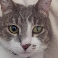 Gato gris y blanco con un ojo afectado por el síndrome de Horner. Su pupila izquierda está dilatada, mientras que la derecha parece normal.