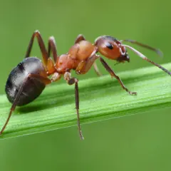 En röd skogsmyra, en av många myrarter i Sverige, kryper på ett grönt grässtrå.