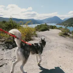 Un husky court avec son chien sur un sentier rocailleux, avec un lac bleu et des montagnes en arrière-plan.