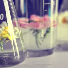 Blumen in Bechergläsern mit Flüssigkeit, die auf die Extraktion von Duftstoffen mit alcohol denat. hindeutet.