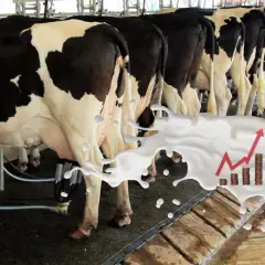 Krowy na dojarni, a w tle plusk mleka z wykresem wzrostu cen, symbolizującym giełdę mleka.