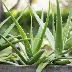 Gęsty, zielony **aloes** w kamiennej donicy, z rozmyłym tłem pełnym zieleni i światła.