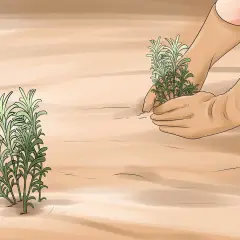 Hände in Handschuhen pflanzen Lavendel. Ein anderer Lavendelbusch steht daneben.