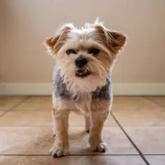 Perro Yorkshire Terrier con aspecto cansado, quizás por faringitis en perros.