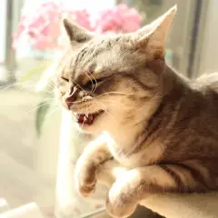 Graue Katze mit geöffnetem Maul und sichtbaren Zähnen, als ob sie gerade niest. Sie sitzt im Sonnenlicht vor rosa Blumen.