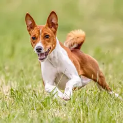 Basenji corre feliz en la hierba, sin emitir su característico ladrido.