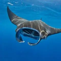 Una majestuosa mantarraya, la mantarraya más grande del mundo, nada en aguas azules.
