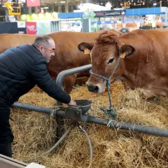 Un homme donne à boire à une vache brune dans une étable. Une scène typique pour comprendre comment aller au Salon de l'Agriculture.