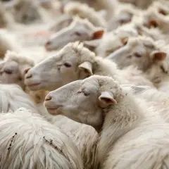 Un gregge di pecore bianche, con la loro morbida lana e la lingua blu visibile in alcune, si muove compatto.