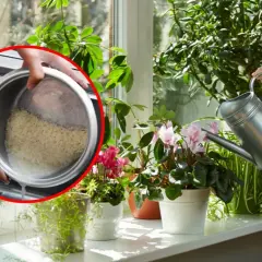 Woda z ryżu do jakich kwiatów? Oto rośliny, które zyskają na tym