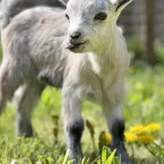 Un bébé chèvre naine, langue sortie, gambade dans l'herbe verte. Une image pleine d'espérance vie.