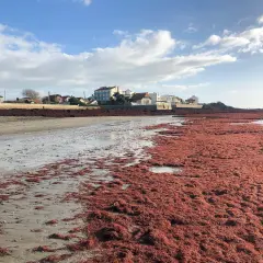 Plage envahie par une algue rouge, un danger potentiel pour l'écosystème. Le rivage est recouvert de cette masse végétale.
