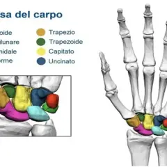 Illustrazione anatomica delle ossa del carpo, che compongono l'articolazione del polso, con colori distinti per ogni osso.