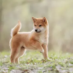 Un juguetón cachorro shiba inu, con su cola enroscada, explora la hierba y las hojas caídas en un día soleado.