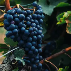 Reife, dunkelblaue Trauben der Sorte Touriga Franca hängen an einem Rebstock.