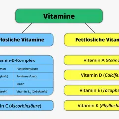 Vitamine und ihr Einfluss auf den Stoffwechsel für mehr Energie und Gesundheit
