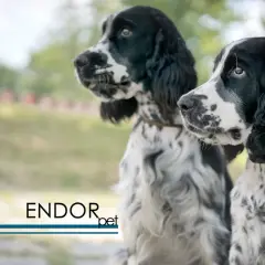 Dwa psy rasy springer spaniel angielski, czarno-białe, z piękną metryką ZKwP.