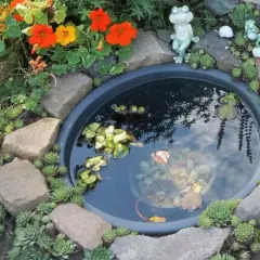 Ein kleiner Teich im Garten, umgeben von Steinen und Sukkulenten. Ein Frosch wacht über das Wasser, in dem ein kleiner Fisch schwimmt. Perfekt, um einen Miniteich anzulegen.