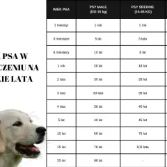 Tabela pokazuje, ile lat żyje golden retriever w przeliczeniu na ludzkie lata, w zależności od jego wagi.