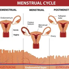 Cykl menstruacyjny: faza przedmiesiączkowa, miesiączka i po-miesiączkowa. Zmiany endometrium i hormonów, które mogą wpływać na pms objawy.