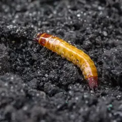 Ein gelber Drahtwurm mit rotem Kopf kriecht durch dunkle Erde. Dieses Schädling verursacht oft Drahtwurm-Schadbild an Pflanzenwurzeln.