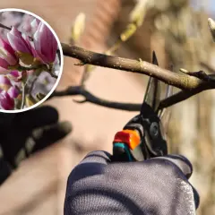 Ręce w rękawiczkach przycinają gałąź magnolii. W okręgu widać piękne, różowe kwiaty. Dowiedz się, kiedy przycinać magnolie.