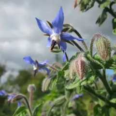 Fiori blu stellati di borragine verdura, con boccioli pelosi e cielo nuvoloso sullo sfondo.